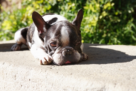 Portrait of sad French bulldog lying under sunの写真素材