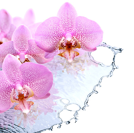 Nice pink orchid flowers above splashing waterの写真素材