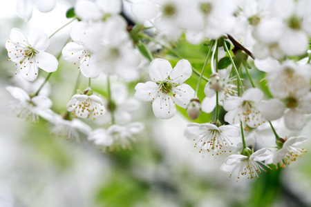 Beautiful blossoming fruit tree with white flowers