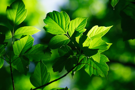 Summer symbol. Background of freshness green leavesの写真素材