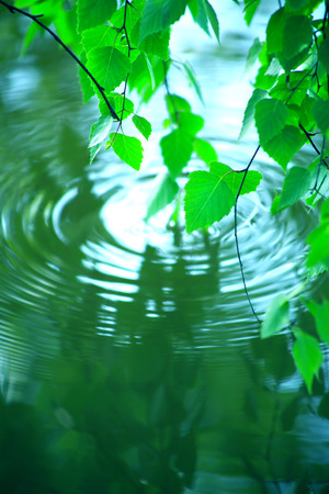 Nice tree branch with freshness green leaves above splashing waterの写真素材