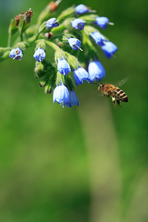 Flying bee near nice blue wildflower on green backgroundの写真素材