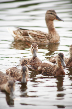 Motherhood concept. Wild duck with her duckings on water surfaceの写真素材