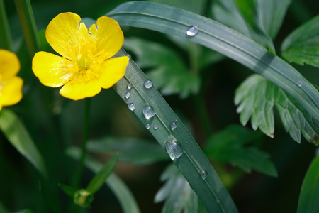 Nature background. Closeup of long grass with water drop near yellow flower