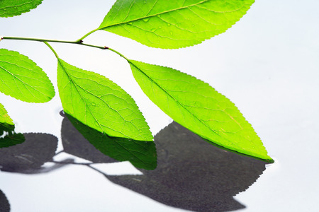 Green leaves closeup above calm water with reflectionの写真素材