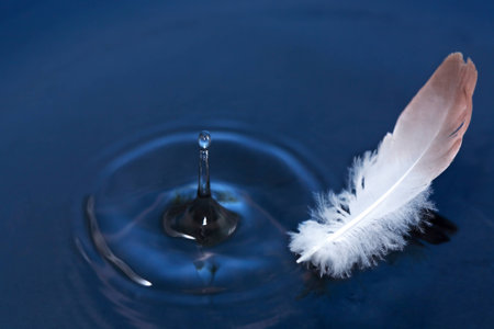 Bird feather on water surfaceの写真素材