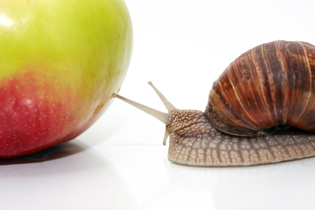 Snail touching apple on white backgroundの写真素材