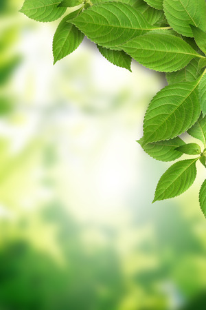 Nice picture frame made from green leaves against sunlightの写真素材