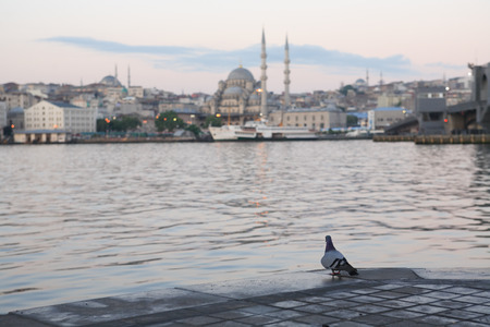Dawn in Istanbul. View of New Mosque near Galata Bridge across Golden Horn bay, Istanbul, Turkeyの写真素材