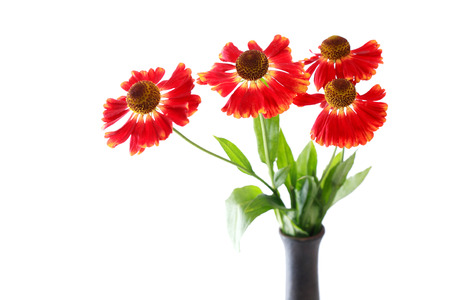 Bunch of beautiful red flowers in ceramic vase on white backgroundの写真素材