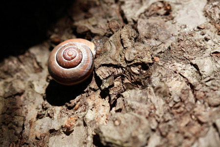 Ordinary snail on wooden background under sunbeamの写真素材