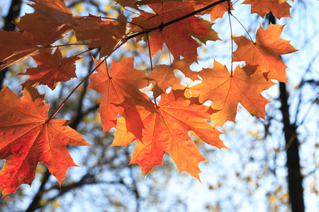 Autumn. Seasonal background. Closeup of red maple leaves