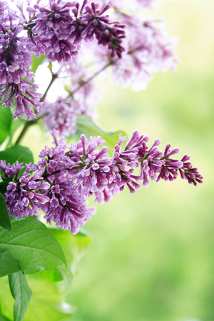 Closeup of purple lilac twig against green leaves backgroundの写真素材