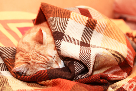 Ginger domestic cat sleeping on bed under plaidの写真素材