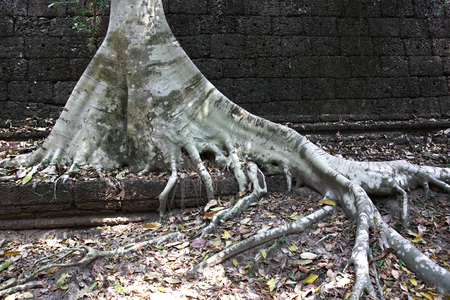 The ruins of Angkor Wat Temple in Cambodiaのeditorial素材