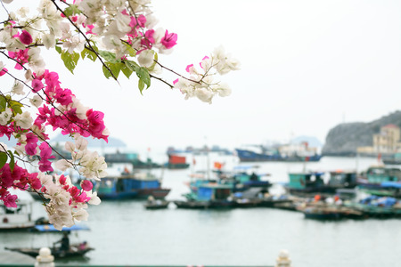 Halong Bay, Vietnam - March 5, 2017: harbor at Cat Ba island, Halong Bay, Vietnamの写真素材