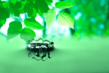 Twig with freshness green leaves above splashing waterの写真素材