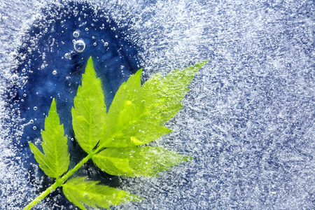 Green leaf in frozen water under ice surfaceの写真素材