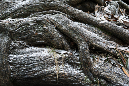 Extreme closeup background with old tree roots under first snowの写真素材