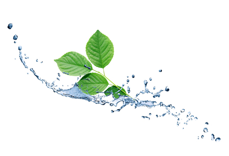 Freshness green leaves with water splash on white backgroundの写真素材