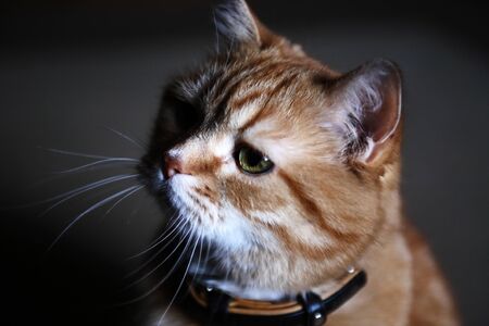 Nice ginger cat portrait against dark backgroundの写真素材