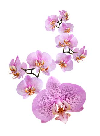 Closeup of beautiful purple orchid on white backgroundの写真素材