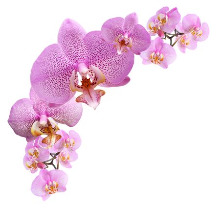 Nice vignette made from purple orchid flowers on white backgroundの写真素材