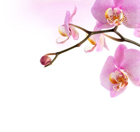 Nice vignette made from purple orchid flowers on white backgroundの写真素材