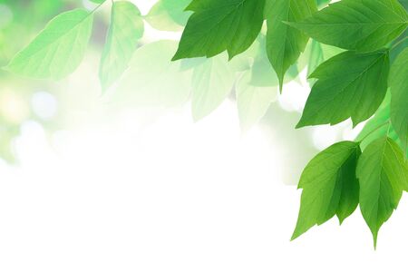 Ecology concept. Nice background made from freshness green leavesの写真素材