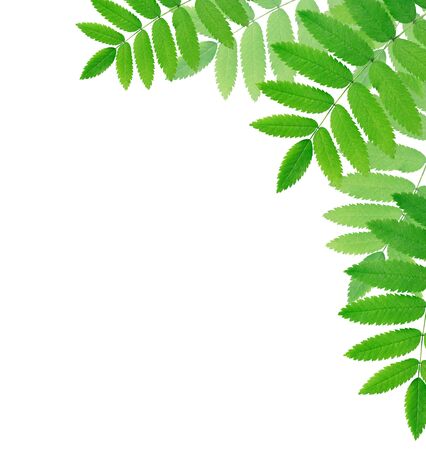 Ecology concept. Nice background made from freshness green leavesの写真素材