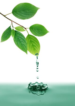 Ecology concept. Nice twig with green leaves above waterの写真素材