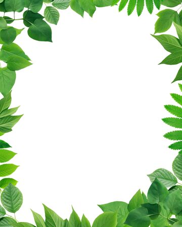 Ecology concept. Nice picture frame made from green leavesの写真素材
