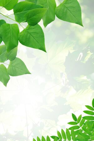 Ecology concept. Nice picture frame made from green leavesの写真素材