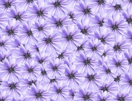 Nice background made from lot of blue daisy flowersの写真素材