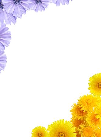 Nice background made from lot of blue and yellow flowersの写真素材