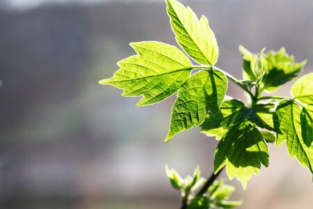 Twig with freshness green leaves against nice gray backgroundの写真素材