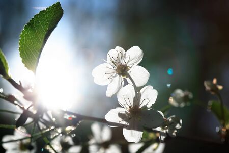 Nice white cherry flowers blossom in springtimeの写真素材