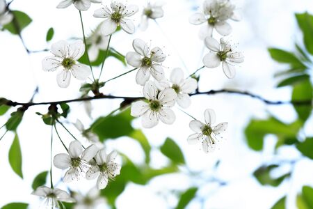 Nice white cherry flowers blossom in springtimeの写真素材