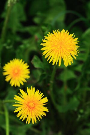 Nice yellow dandelion flowers against green grass backgroundの写真素材