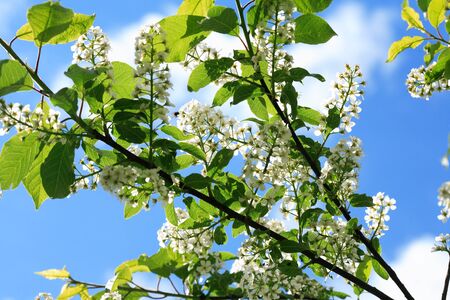 Nice white bird cherry flowers blossom in springtimeの写真素材