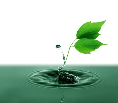Freshness green leaves with water splash on white backgroundの写真素材