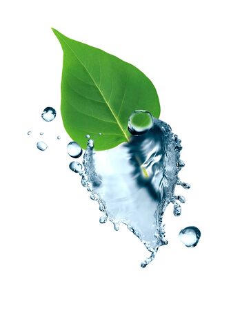 Freshness green leaf with water splash on white backgroundの写真素材
