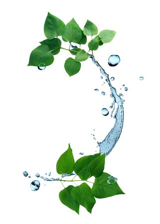 Freshness green leaves with water splash on white backgroundの写真素材