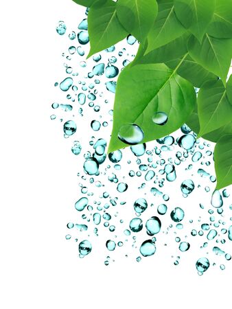 Summer rain concept. Freshness green leaves on background with water dropsの写真素材