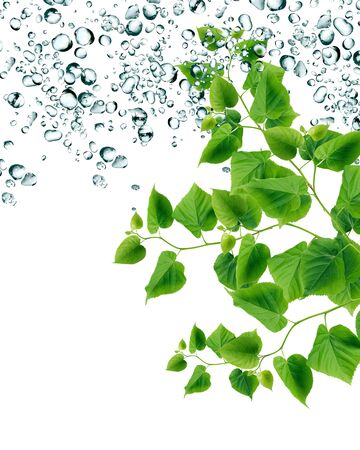 Summer rain concept. Freshness green leaves on background with water dropsの写真素材