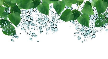 Summer rain concept. Freshness green leaves on background with water drops as frameの写真素材