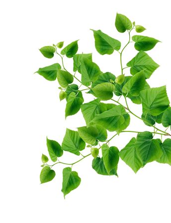 Nice green ivy in bloom on white backgroundの写真素材