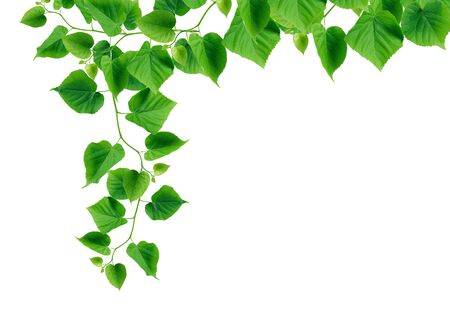 Nice green ivy in bloom as border on white backgroundの写真素材