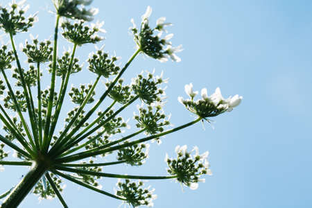 Danger plant caw parsnip closeup against blue sky backgroundの写真素材