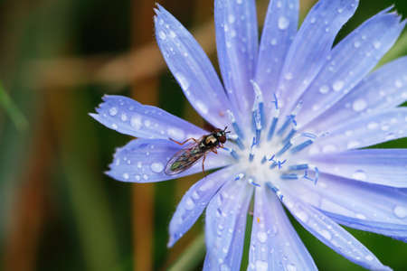 Small insect on nice blue wildflower after rainの写真素材